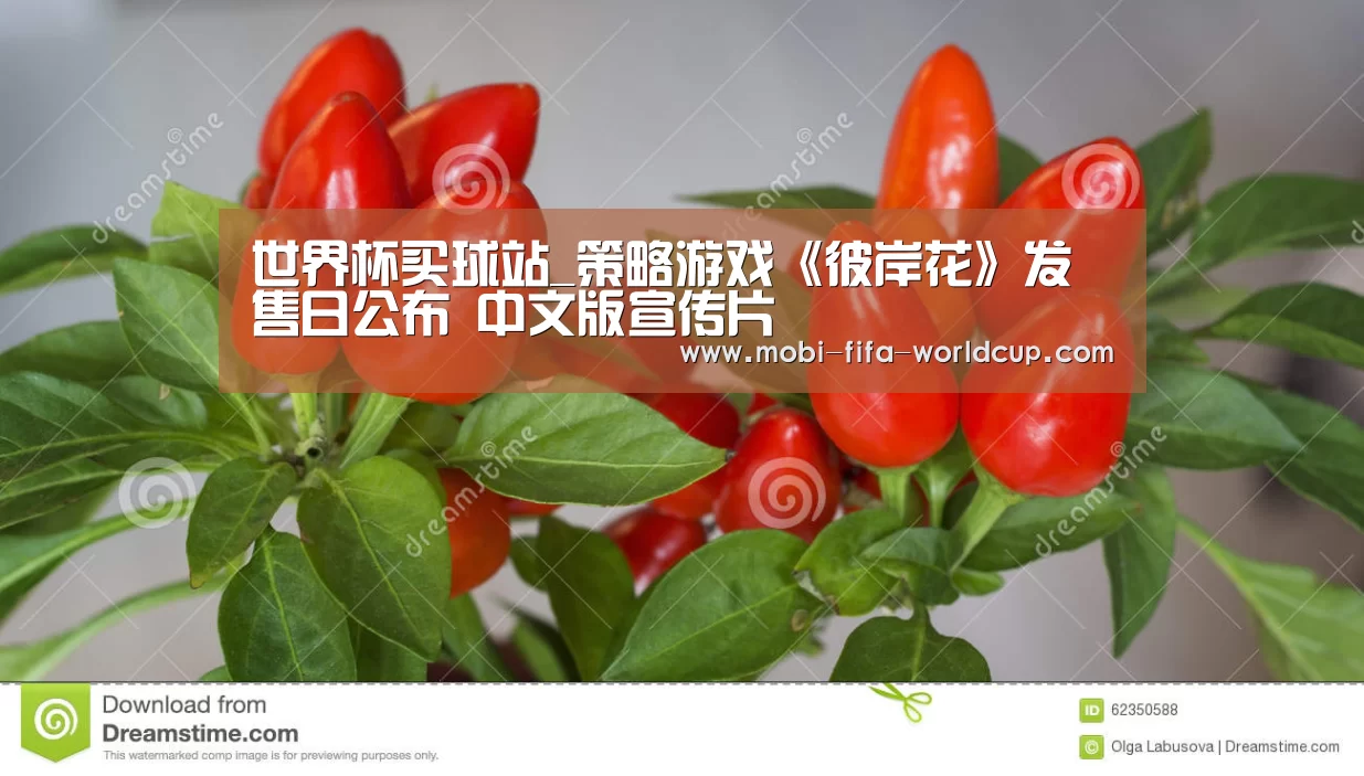 买球站